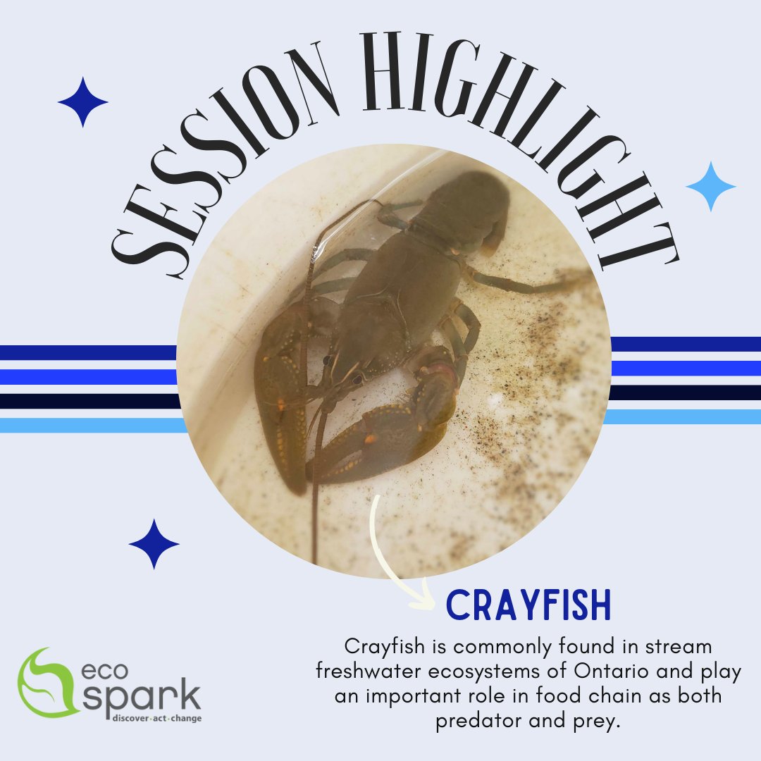 EcoSpark_Env's tweet photo. 💧Thank you to all Canadian Wildlife Federation's WILD Outside Youth Leaders who participated in Changing Current session this week.
@CWF_FCF
#OutdoorEducation, #ChangingCurrents, #bmi, #CitizenScience, #StreamStudy, #WildlifeConservation https://t.co/HVptfK0eav