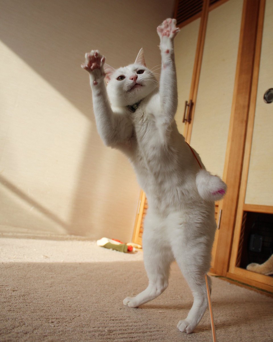 shinbaba10's tweet photo. #ねこ盆踊り大会
といえばコレね😆 https://t.co/9oI1Dqbuhs