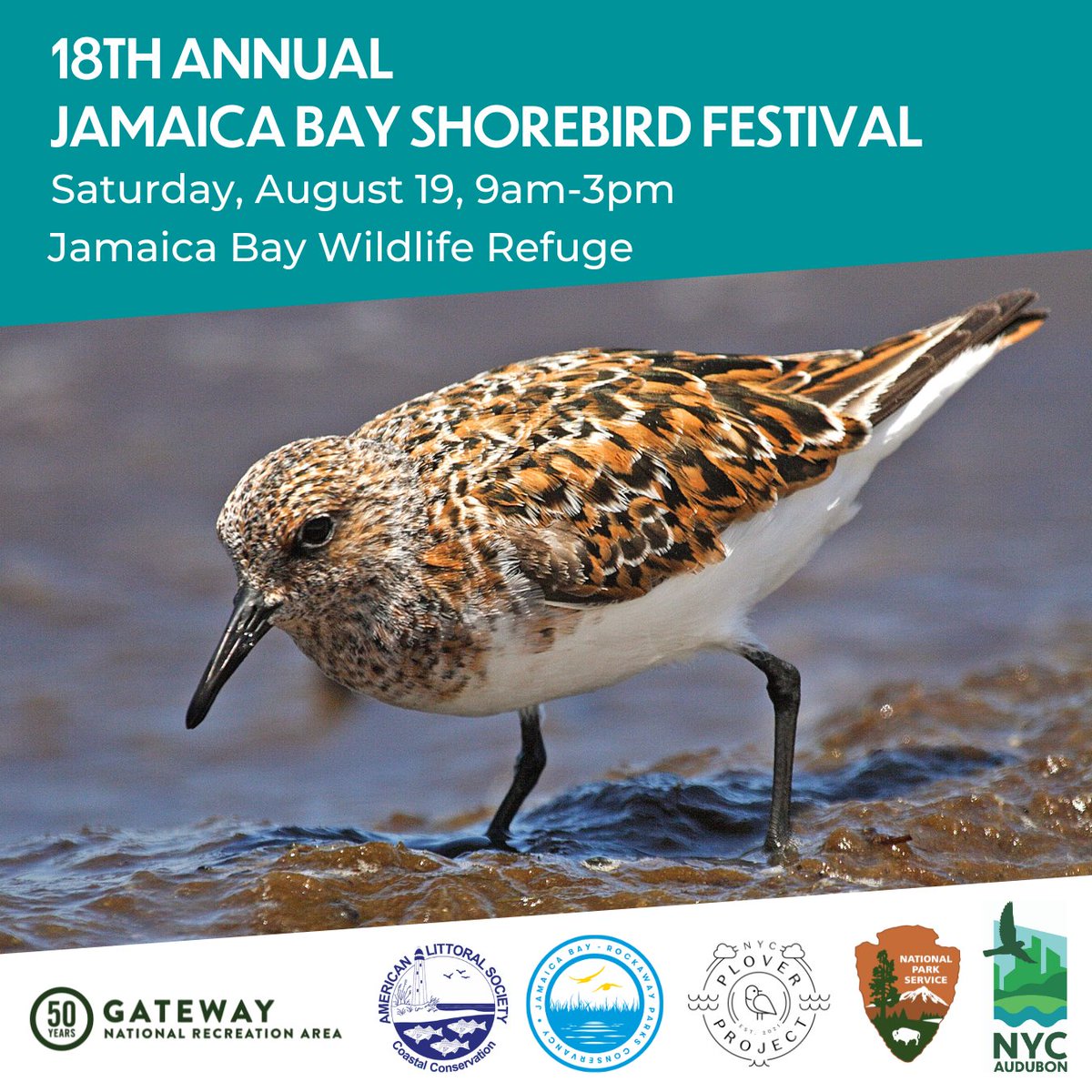 August is the perfect time to explore the diversity of NYC’s shorebirds! And Jamaica Bay is the perfect place to see them! Join us at the Shorebird Festival with @JamaicaBayGuard, @jbrpc, @GatewayNPS, @NycPlover to learn all about these beautiful birds! littoralsociety.org/jamaica-bay-sh…