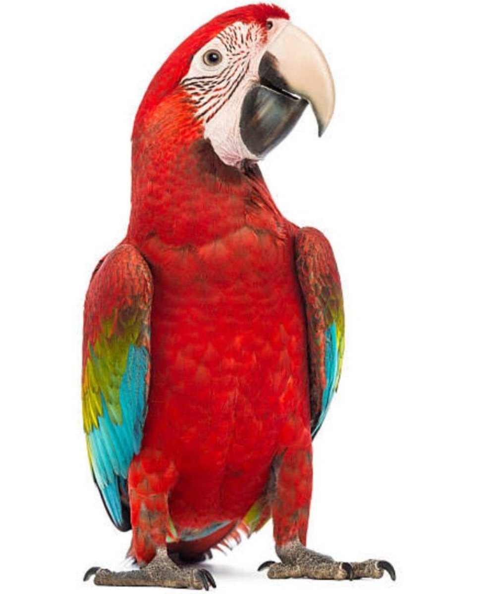 spaaarko's tweet photo. Who else also thinks the parrot has more highlights than the whole house mates 😂 #BBNaijaAllStars https://t.co/cMNbgcJJ1A