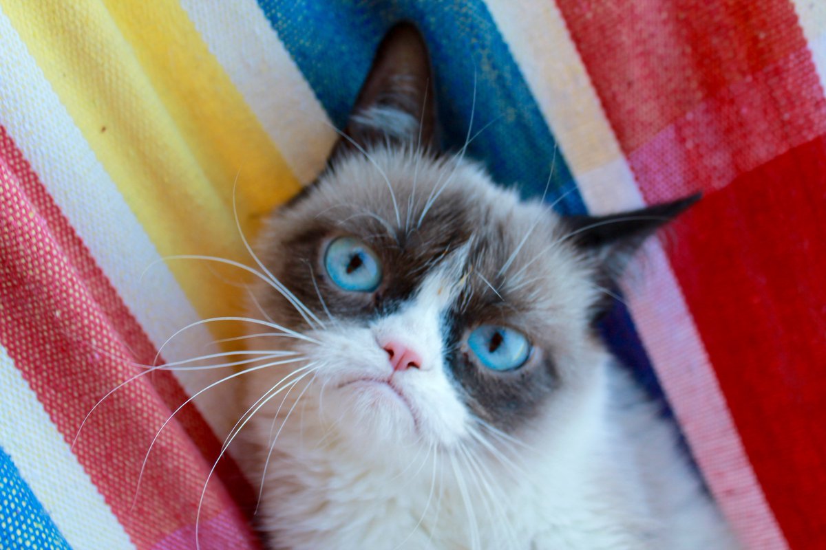 RealGrumpyCat's tweet photo. https://t.co/UTejkGYFfN