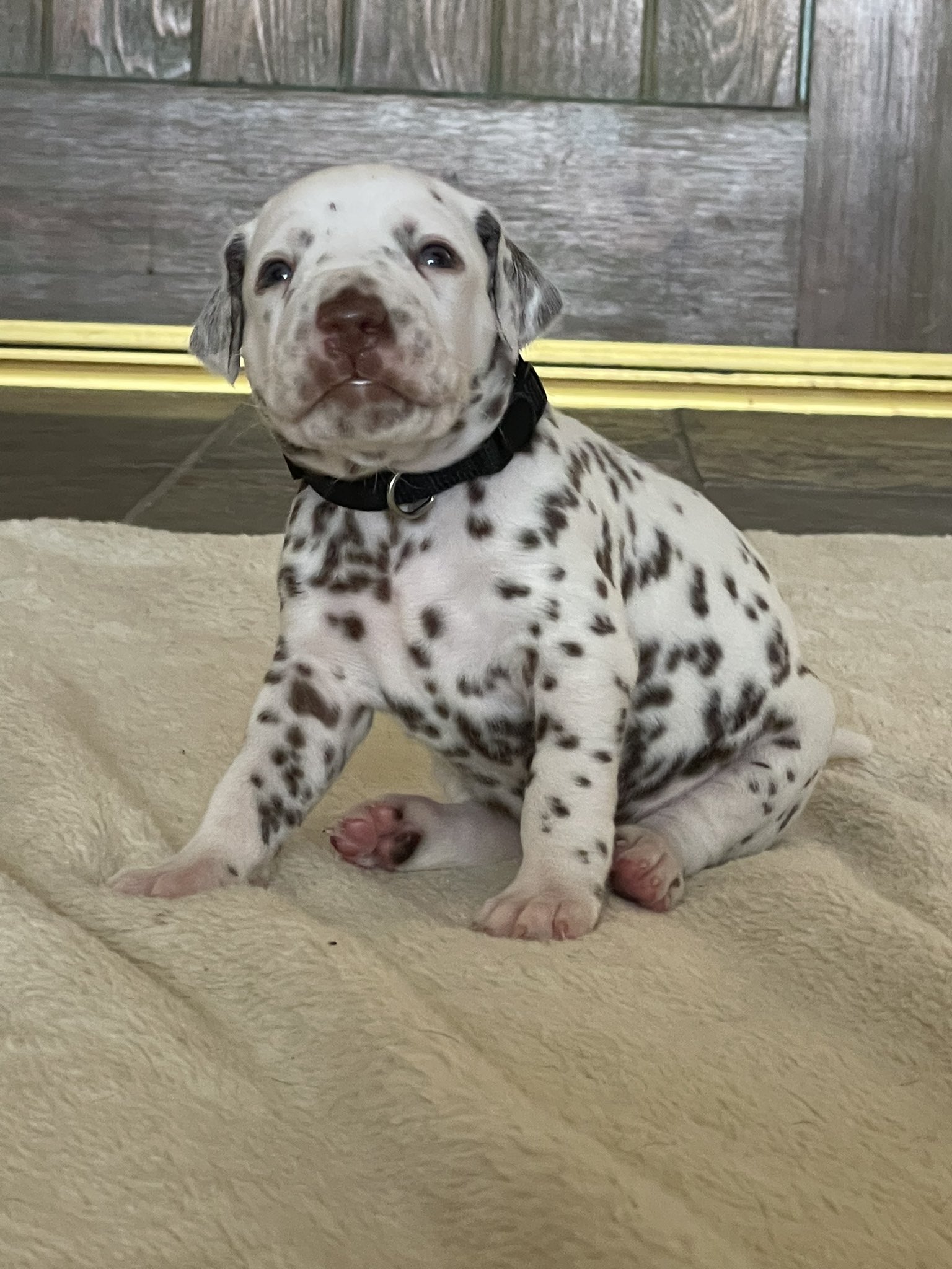 Liver dalmatian discount