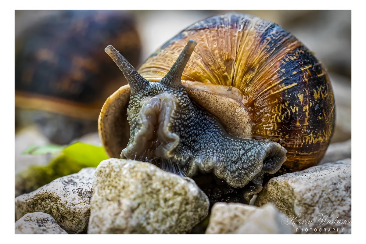 kevinspictures's tweet photo. Got down with the slugs. #slug #slugs #slugsandsnails #wildlifemacro #wildlifemacrophotography #macrophotography #NaturePhotography #macroworld #canonphotography #naturephotography #macrophoto #insectsphotography #garden #macro #TwitterNatureCommunity #wildlifephotography https://t.co/6IxmtfIt26