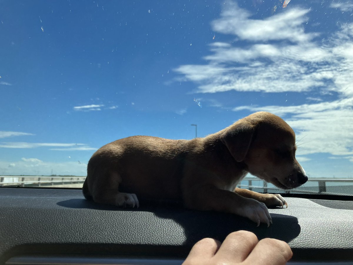 eddmarmolejo's tweet photo. perrito viajador https://t.co/6gqc9XDTgk
