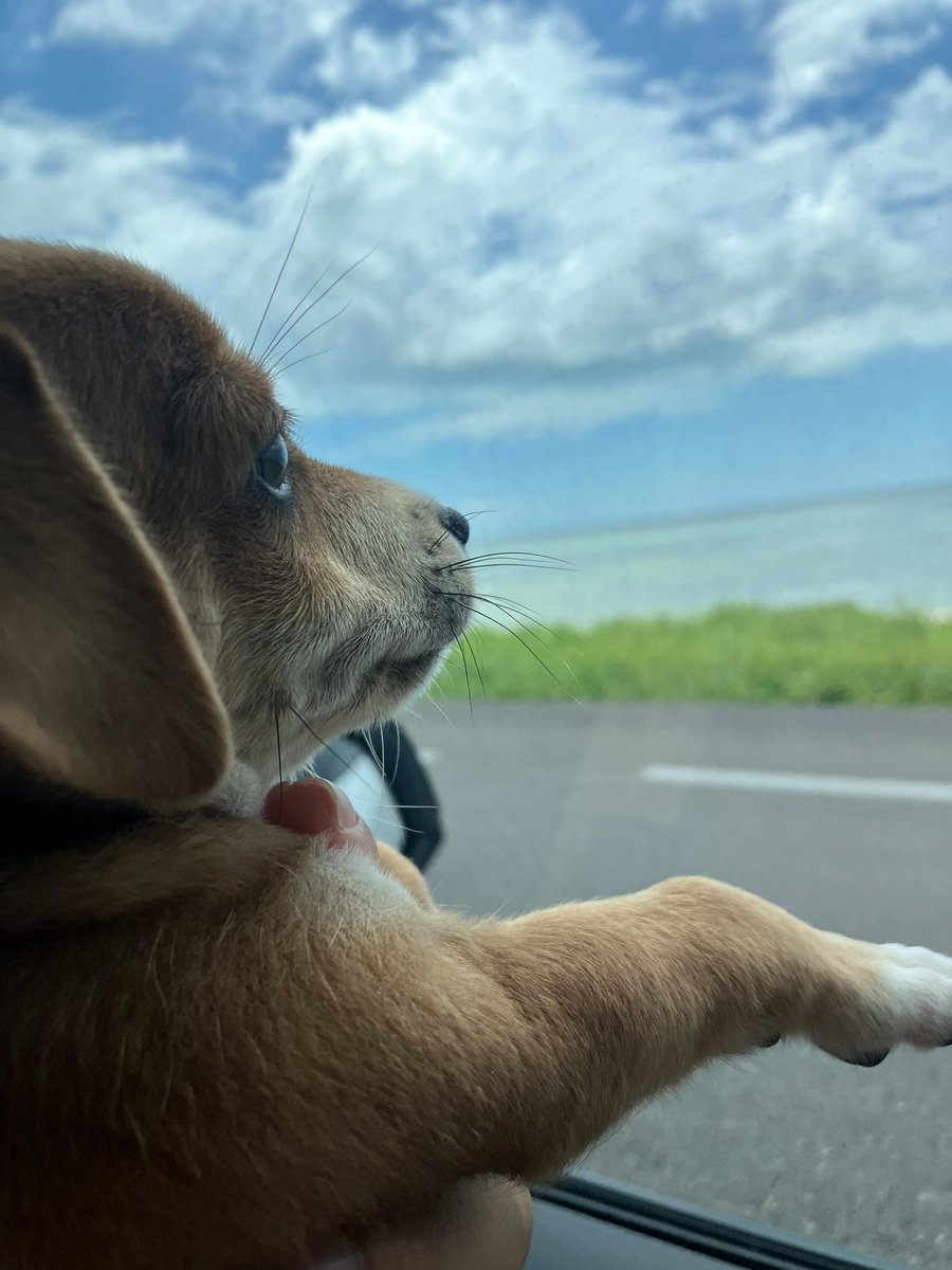 eddmarmolejo's tweet photo. perrito viajador https://t.co/6gqc9XDTgk
