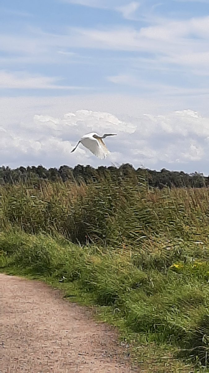 godwinbev's tweet photo. We enjoyed such a lovely day in nature today, time to exhale &amp; relax at @RSPBNewport ... so lucky to stumble across this beautiful bird &amp; get some gorgeous pictures of take off @RSPBCymru @30DaysWild @BGEco_Education @IoloWilliams2 @WildlifeMag @ChrisGPackham https://t.co/XOhIITDKOu