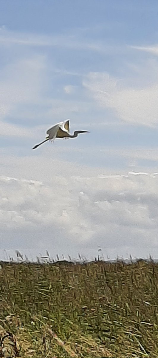 godwinbev's tweet photo. We enjoyed such a lovely day in nature today, time to exhale &amp; relax at @RSPBNewport ... so lucky to stumble across this beautiful bird &amp; get some gorgeous pictures of take off @RSPBCymru @30DaysWild @BGEco_Education @IoloWilliams2 @WildlifeMag @ChrisGPackham https://t.co/XOhIITDKOu