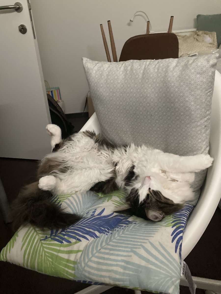 Analyse van mijn vriendin: 
“Leo heeft meer structuur dan de verdediging van KVK” 

#ANTKVK 

De Leo in kwestie: