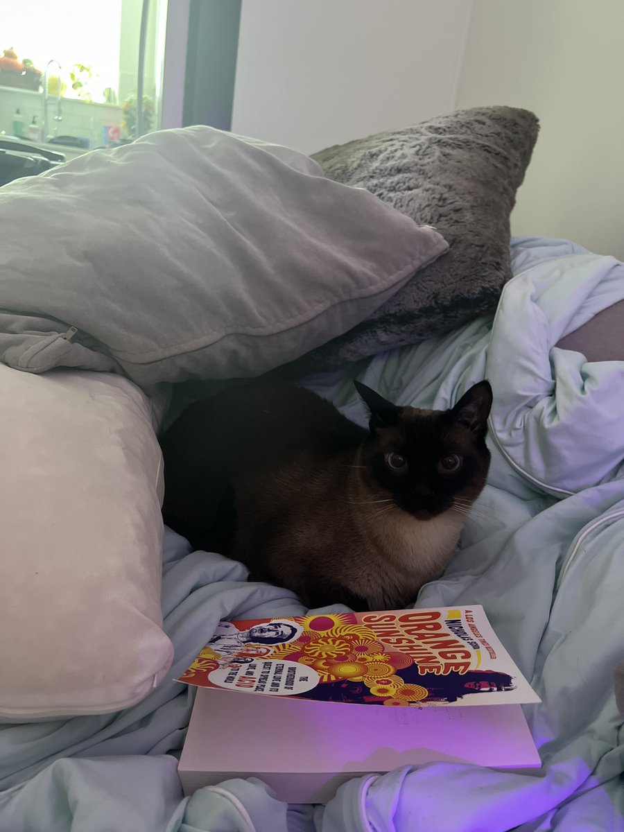 zatannannataz's tweet photo. I’ll get better pictures but if you’re in SLC please please help me find them https://t.co/h4VwDJ2rpE