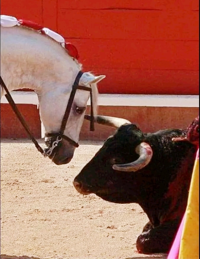 LigueDesAnimaux's tweet photo. La compassion et la souffrance en une seule image.

Notre mission : mettre un terme à la mise à mort des taureaux.