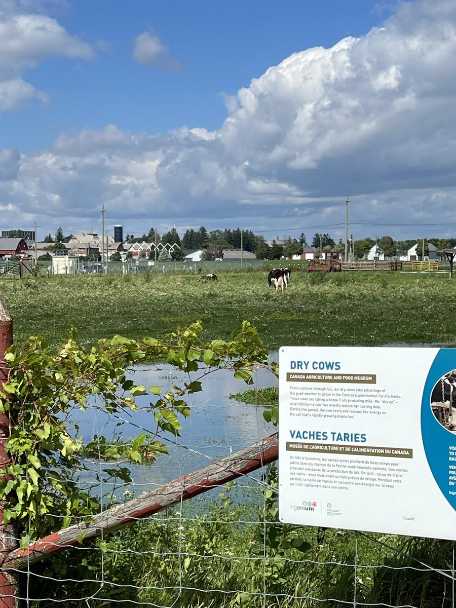 A little drier today compared with yesterday, but still lots of standing water @AgMuseum 
#OttawaStorm #78mm #LotsofRain