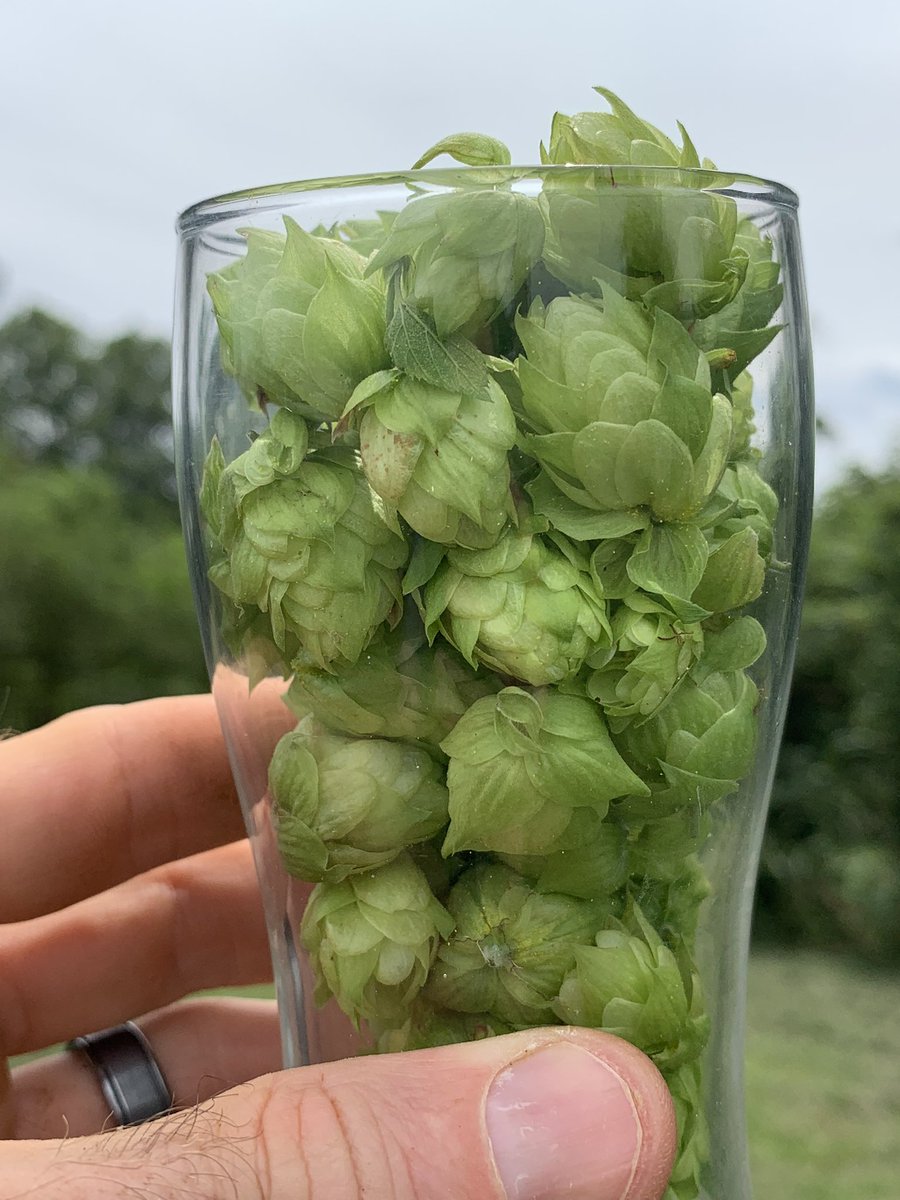 FarmBoyFarms's tweet photo. Hop Harvest Eve!
#NChops

HARVEST PARTIES
Saturday, August 12th

9a FARM
3958 Buckhorn Road
Sanford, NC 27330

1:30p BREWERY
@CrankArmBrew 
319 W Davie Street 
Raleigh, NC 27601

See you there! https://t.co/QYyj42Oxb5