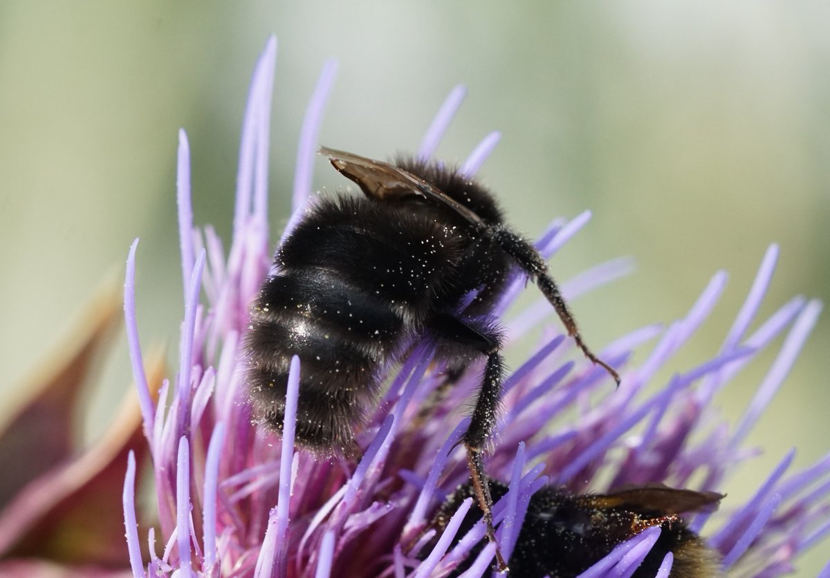 JCGardener's tweet photo. I think I've spotted a melanic male Ruderal Bumblebee (B. ruderatus) at Ryton Organic Gardens. Brilliantly velvety fur speckled with cardoon pollen. https://t.co/WnQjWhN0Jx
