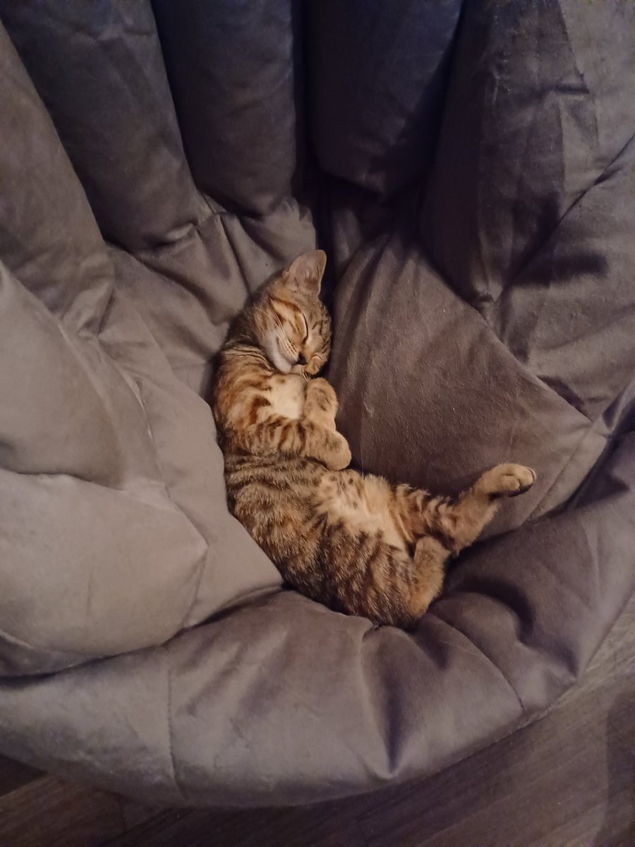 BunniiDrops's tweet photo. @PostMalone Doth thou hath any remote jobs or travel jobs working for you, mister? Far shot I know but yolo? Also here is a kitten. https://t.co/0nwUkCsb0X
