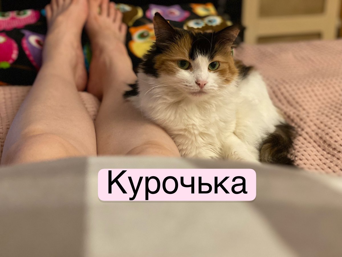 aloeandlove's tweet photo. Запасите жопный лёд, вас ждёт небольшая история о большом предательстве.

Ноябрь 2021.
Ксюша @vzrosly_content с группой волонтеров спасает кошек из переполненной квартиры.

Среди них — моя Куршавель, которую вы хорошо знаете, и кошка Бусинка. Они то ли мать и дочь, то ли сестры: https://t.co/589RydJKaB