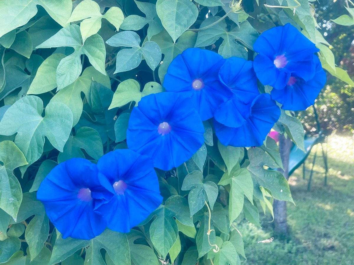 #FlowersOnFriday #MorningGlories #InTheGarden