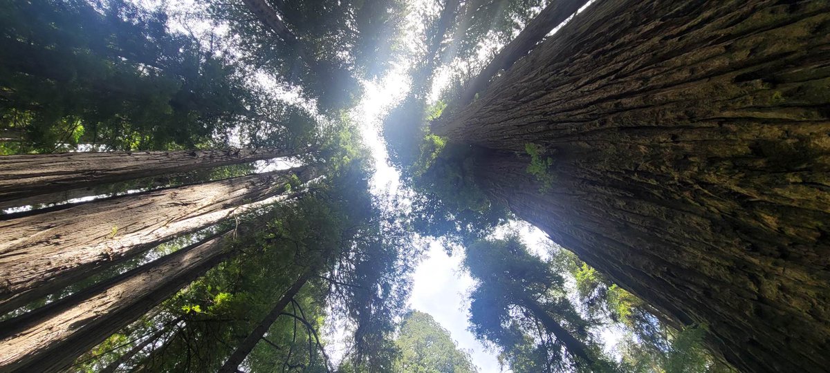 MeanderingMIer's tweet photo. @ChristineLozada Hard to pick just one but the redwood trees! https://t.co/pPbXLdHFjl