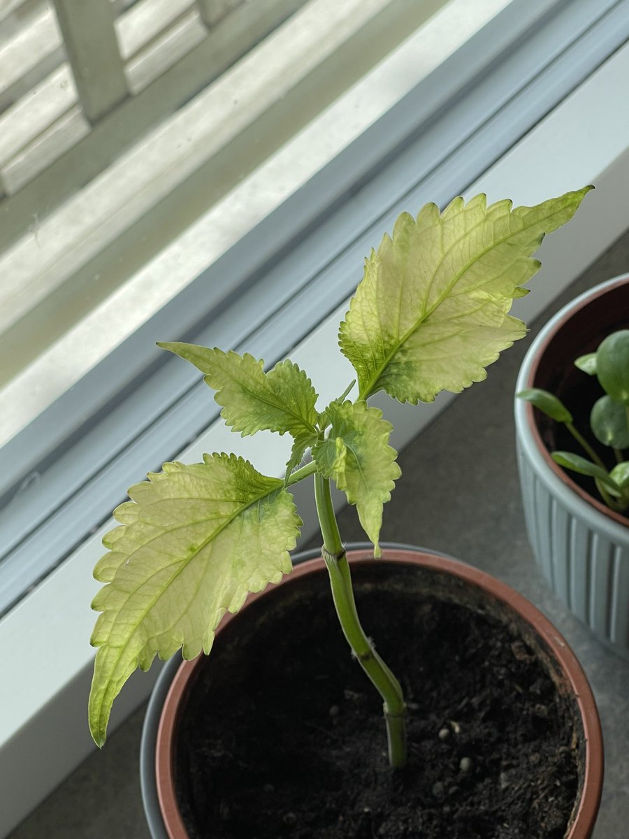 en bild på en blomma