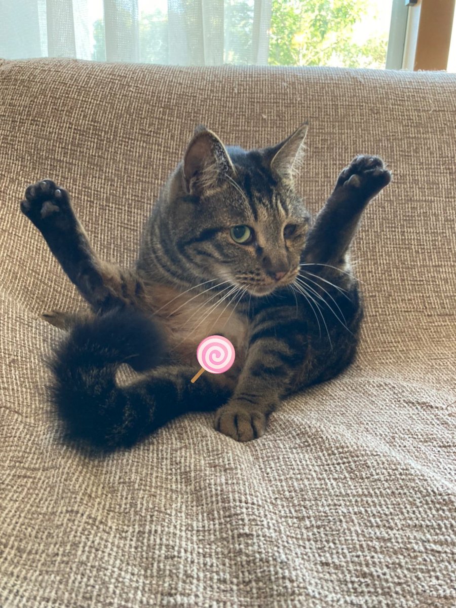 yuuko10024's tweet image. ばんざーい🙌

#バンザイねこ 
#ねこのいる幸せ