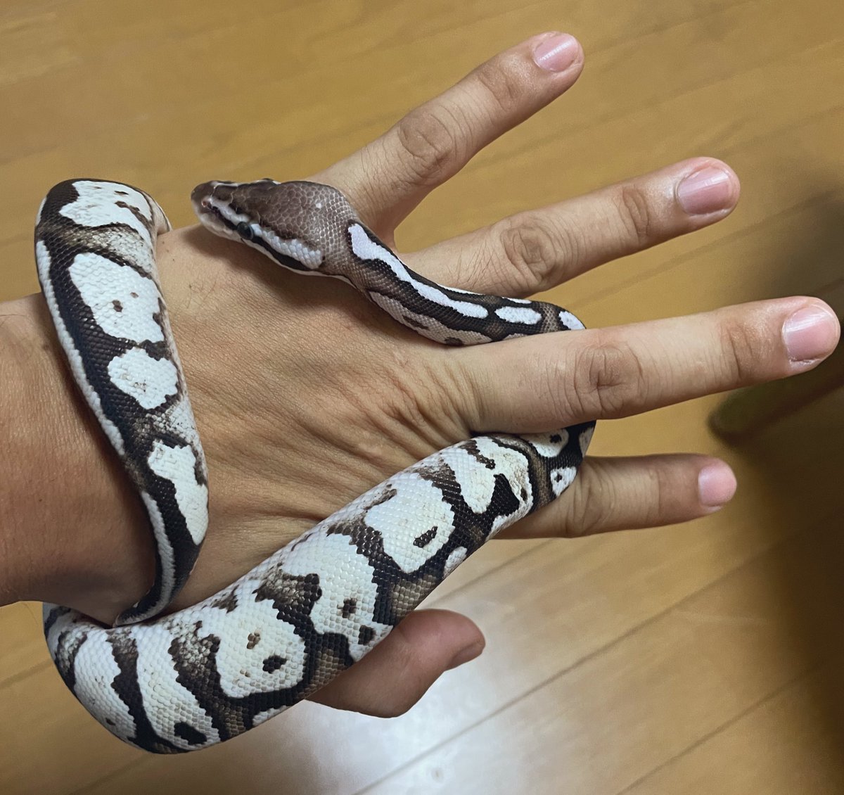 三角絞め😍
#ボールパイソン #ボールニシキヘビ #ロイヤルパイソン #アザンティック　#Python #ballpython #royalpython #axanthic 
#爬虫類　#reptile