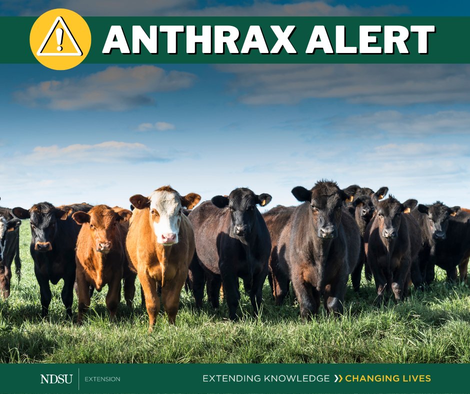 There are now 16 premises affected by #anthrax in southwest North Dakota; 15 laboratory-confirmed cases and one probable case based on clinical signs. One confirmed case is in eastern Hettinger County with the remaining cases in Grant County. ndda.nd.gov/news/beef-catt…
