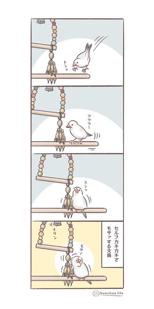 セルフカキカキでモサァとなるの可愛い #文鳥 #4コマ漫画   *過去作ダウンロードできます!(固定ツイート参照)