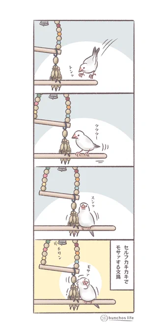 セルフカキカキでモサァとなるの可愛い #文鳥 #4コマ漫画   *過去作ダウンロードできます!(固定ツイート参照)