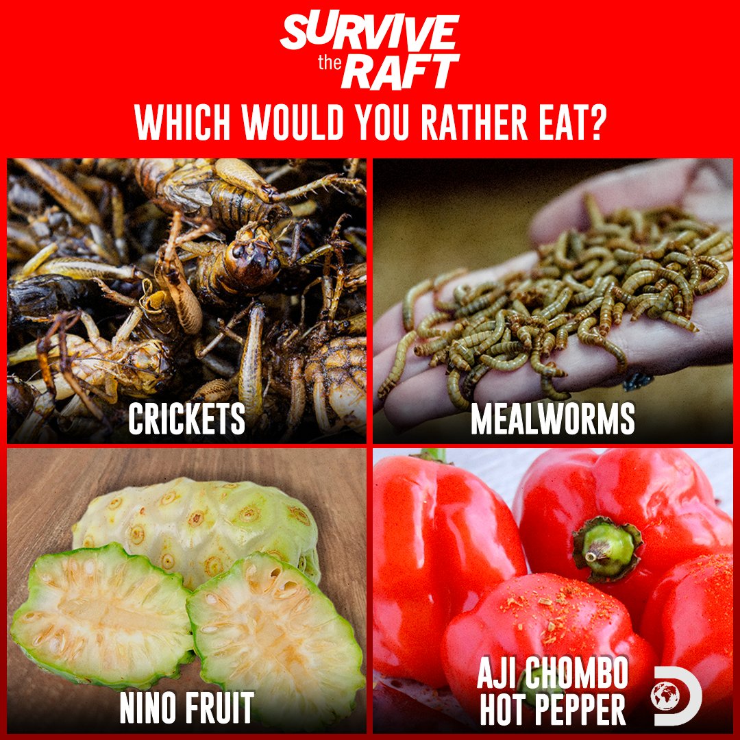 Discovery's tweet image. If you HAD to eat one, which would you rather eat? Drop your emoji answer in the comments👇
🦗 Crickets
🐛 Mealworms
🍈 Noni Fruit (known for its rancid smell)
🌶️ Aji Chombo Pepper (18-140x hotter than a jalapeno) 

#SurvivetheRaft - Sundays at 9p