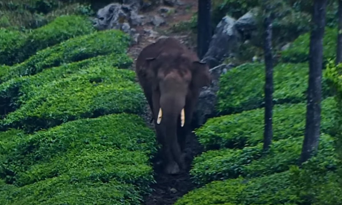 Arthi_SV's tweet photo. #SaveArikomban Happy World Elephants day. No information about him for nearly a month. Hope and pray that he should be safe and healthy ๐. #SaveAsianelephants #SaveElephants #SaveMaleelephants #Stoppoachingandkillingofelephants https://t.co/u7HH59LRB5