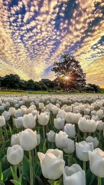 VieNatureSavoir's tweet photo. Good morning💜☀️💜 https://t.co/PJB8UPMDoT