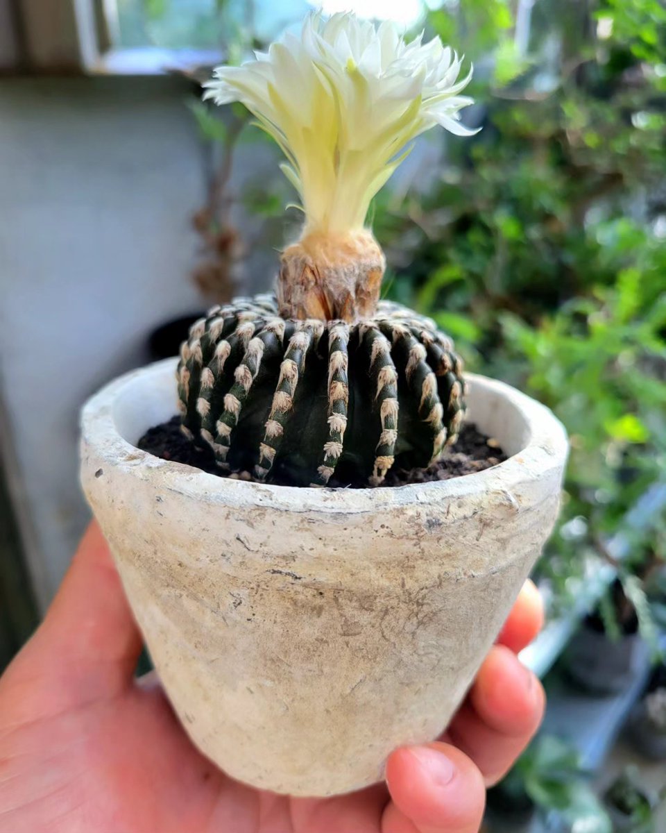 drybizarre's tweet photo. Discocactus horstii
黒いボディに白い花🌼
#ディスコカクタス
#Discocactus
#サボテン https://t.co/pylFAbwzFO