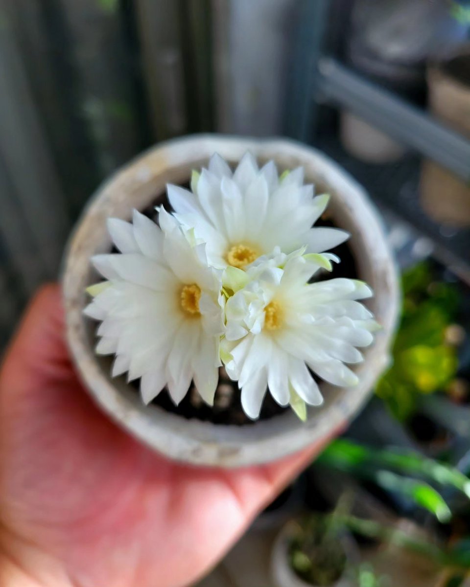 drybizarre's tweet photo. Discocactus horstii
黒いボディに白い花🌼
#ディスコカクタス
#Discocactus
#サボテン https://t.co/pylFAbwzFO