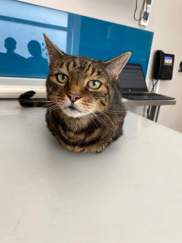 You wouldn’t believe that Fliddy is 16 years old! He was in to see our Vet Roberta today for his monthly solensia injection and was loving all the fuss.🖤🤎

#solensia #cat #nofilter #woky #mulberryhousevets #veterinary