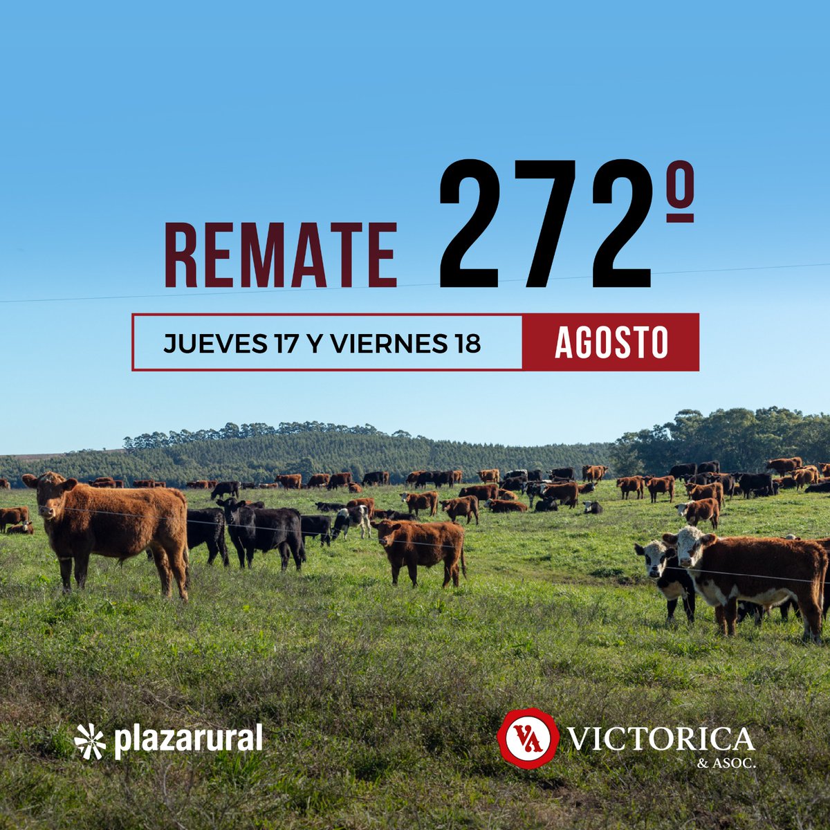 victorica_y_aso's tweet photo. 📣¡Este jueves viernes! 
Volumen, clase y estado de las razas @AngusUruguay, @hereforduy y sus cruzas.
Remata Victorica en @plazarural 
Confiás en este negocio,
Confiás en Victorica.
#SELLOdeVALOR https://t.co/BnleQqgSRo