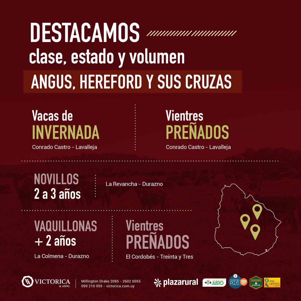 victorica_y_aso's tweet photo. 📣¡Este jueves viernes! 
Volumen, clase y estado de las razas @AngusUruguay, @hereforduy y sus cruzas.
Remata Victorica en @plazarural 
Confiás en este negocio,
Confiás en Victorica.
#SELLOdeVALOR https://t.co/BnleQqgSRo