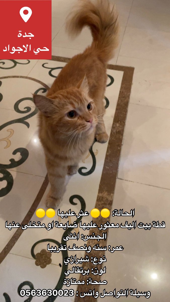 الحالة: 🟡🟡 عثر عليها 🟡🟡
قطة بيت اليف معثور عليها ضايعة او متخلى عنها
#جدة 
حي: الاجواد
وسيلة التواصل واتس : 0563630023
التفاصيل في الصورة
#قطط_جدة #قطط_مفقوده #قطط_ضايعه 
<a href="/JeddahCats/">قطط جدة</a> <a href="/StoppIttt/">.</a> 
@soundsoul369 <a href="/ftomy2021/">فطومي 😻🐾🐾</a> <a href="/MissingCat4/">MissingCat</a> <a href="/AlaaAlaqili/">Alaa Alaqili</a> <a href="/Catpeopleksa/">Cat people 🐈</a> <a href="/aad_fs/">ابو عادل</a>