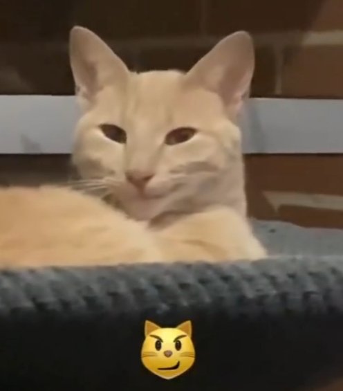 fredgamee's tweet photo. @LaPeceraTonta XDD https://t.co/SG84Ffg2ov