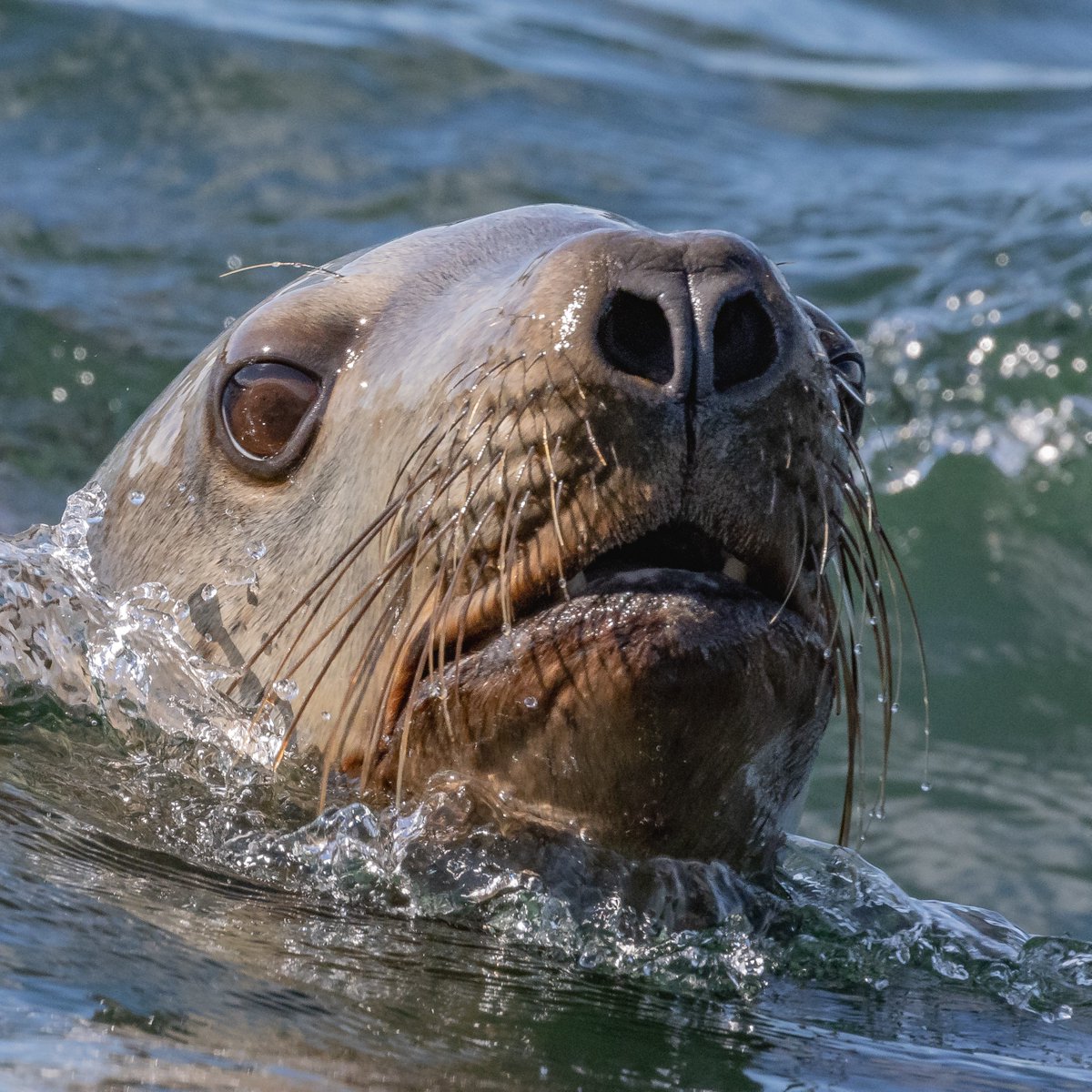 Whisker movement in mammals is called "Whisking"! Did you know that sea lion whiskers are as sensitive as human fingertips? 

Instead of the usual round whiskers, Pinnipeds have oval ones, increasing their sensitivity while decreasing drag.

Isn't nature amazing? 😍