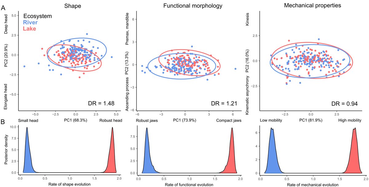 New paper: River-to-lake transitions in cichlid fishes result in rapid phenotypic evolution, but not necessarily different (or novel) phenotypes
academic.oup.com/evolut/advance…