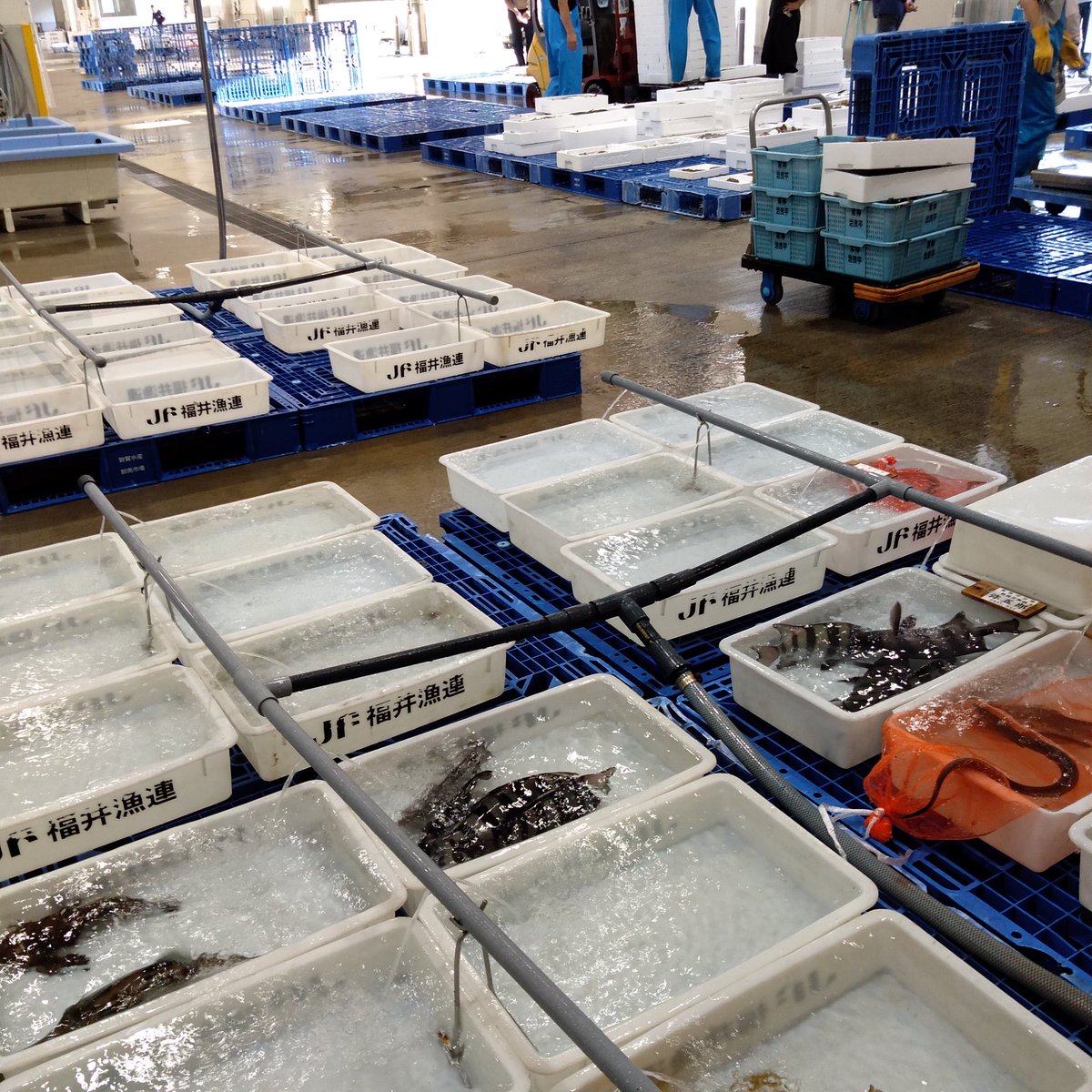 今朝も無事に到着しとります。

まーた連携できとらんがな。。。

予定通り、見事な夏枯れで水揚げ少ないです。そしてこのタイミングは高値必至。