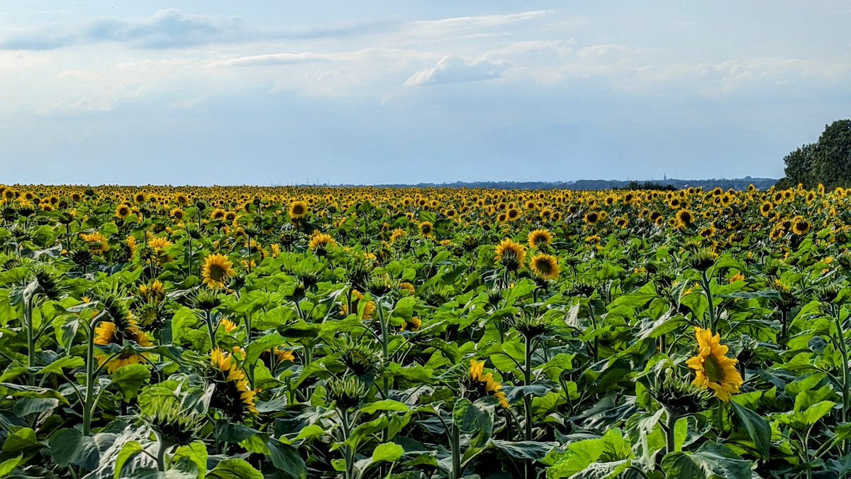 richardkunne's tweet photo. Zonnebloemen in #Ransdaal https://t.co/h3bIsZqalj
