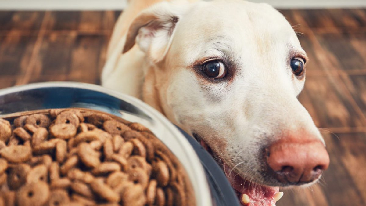 lojamidmaga's tweet photo. Esqueça a preocupação com horários - esses dispositivos inteligentes garantem refeições precisas, reduzem o estresse e oferecem flexibilidade. 🐾🐶🐱🍽️ #PetsFelizes #TecnologiaPet

==> https://t.co/SJoCFusHOr https://t.co/zcEhLZZcbh