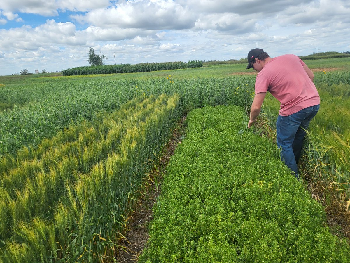 Lana at SE Research Farm tweet media