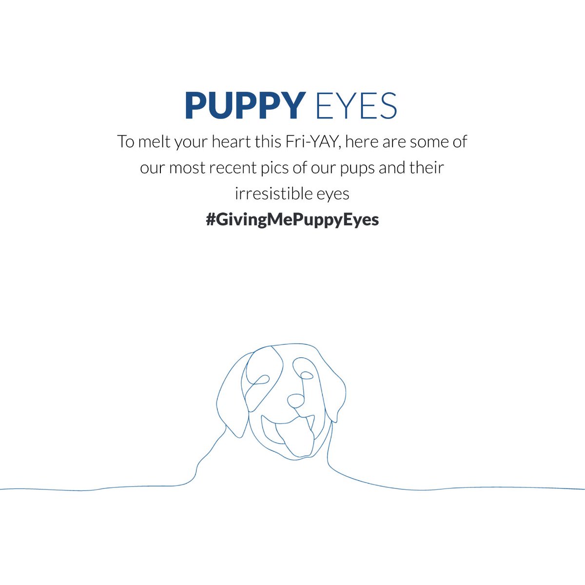 PADSdogs's tweet image. It&apos;s Fri-YAY! Here are some of our pups &apos;eyeing up&apos; what delights the weekend might hold...

#padsdogs #puppyeyes #raiseapuppychangealife