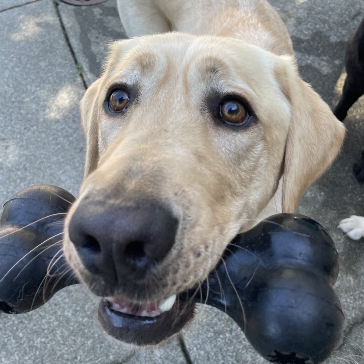 PADSdogs's tweet image. It&apos;s Fri-YAY! Here are some of our pups &apos;eyeing up&apos; what delights the weekend might hold...

#padsdogs #puppyeyes #raiseapuppychangealife