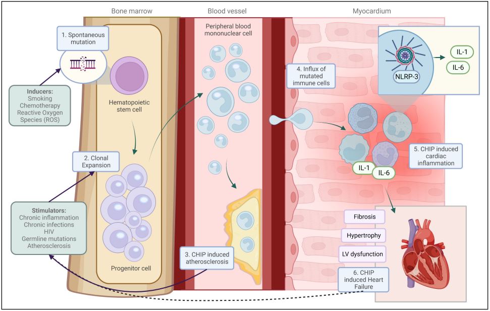 CHIP predicts death risk in HFrEF &amp; incidence of HFpEF. Promisingly, CHIP &amp; its related inflammatory pathways are emerging as potent therapeutic targets. #AHAJournals #Review <a href="/SikkingM/">Maurits Sikking</a> @NielsPR <a href="/ahoischen/">Alexander Hoischen</a> <a href="/HeymansStephane/">Stephane Heymans</a> <a href="/CARIMMaastricht/">CARIM</a> ahajrnls.org/3OScaux