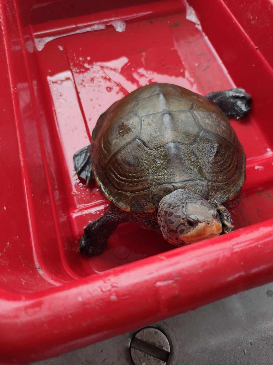 SERCfisheries's tweet photo. Our catch of the week! This lovely diamondback terrapin. We found her in our trawl survey at the mouth the Rhode River. #ChesBay #Turtles https://t.co/A1tbUWWCSN