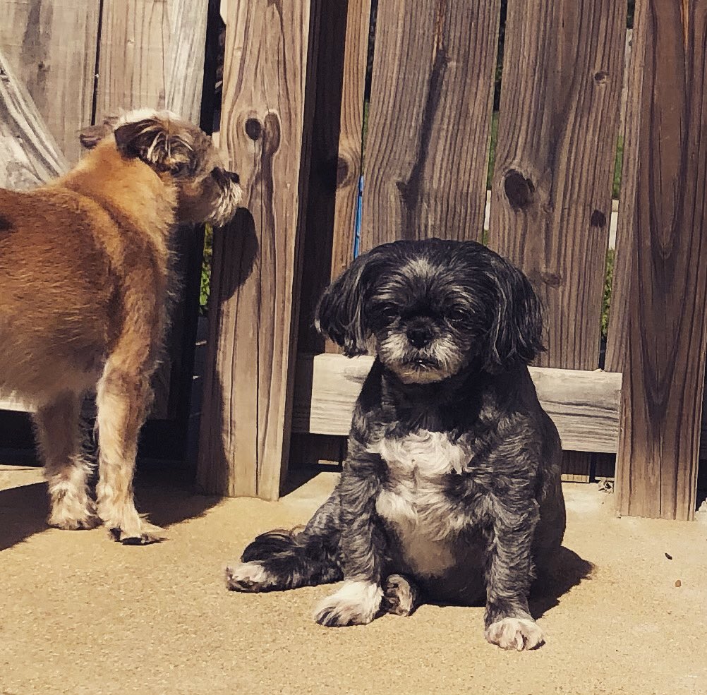 Peni__Lane's tweet photo. @jeffbrunk Our Chunky Monkey sleeping while sitting upright! 😂
#sunbathing #furbabies https://t.co/fSJGMMxMcS