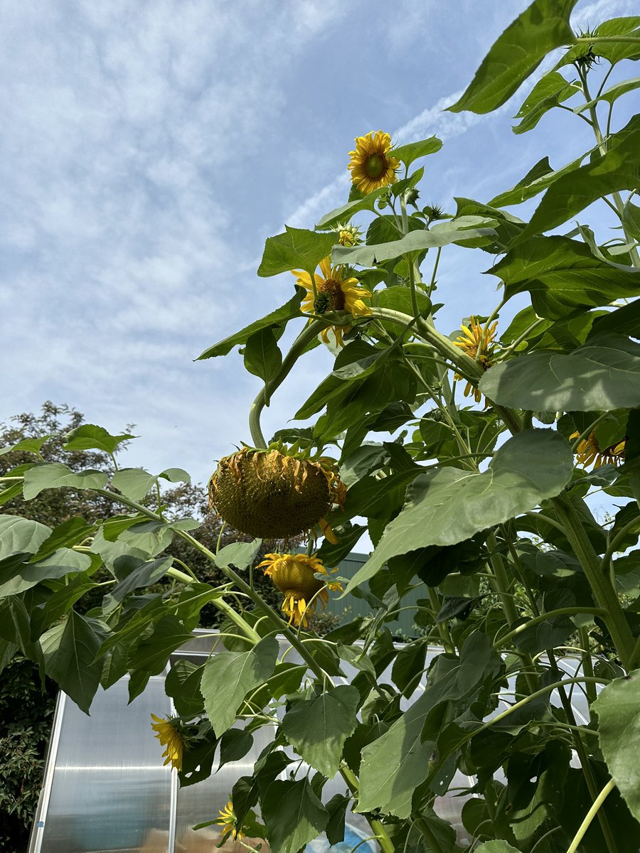 Miss Piper Johnson tweet media