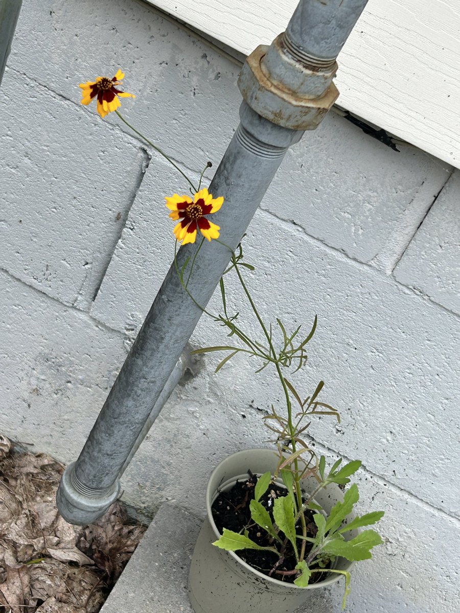 An update to this amazing activity!